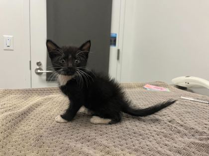 Shelter Stray Male Cat last seen Near Drury Avenue, 64123, MO, 7077 Elmwood Ave, Kansas City, MO 64132, USA