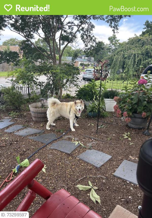 Reunited Unknown Dog last seen S. Pine grove road and forest glen, Virginia Beach, VA 23452