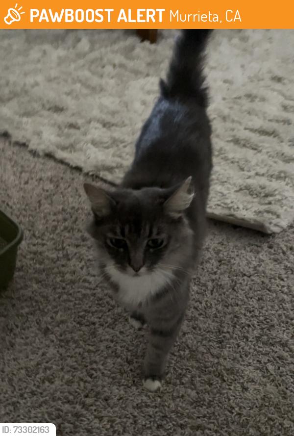 Found/Stray Female Cat last seen Menifee and Keller Rd, Murrieta, CA 92563