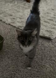 Found/Stray Female Cat last seen Menifee and Keller Rd, Murrieta, CA 92563