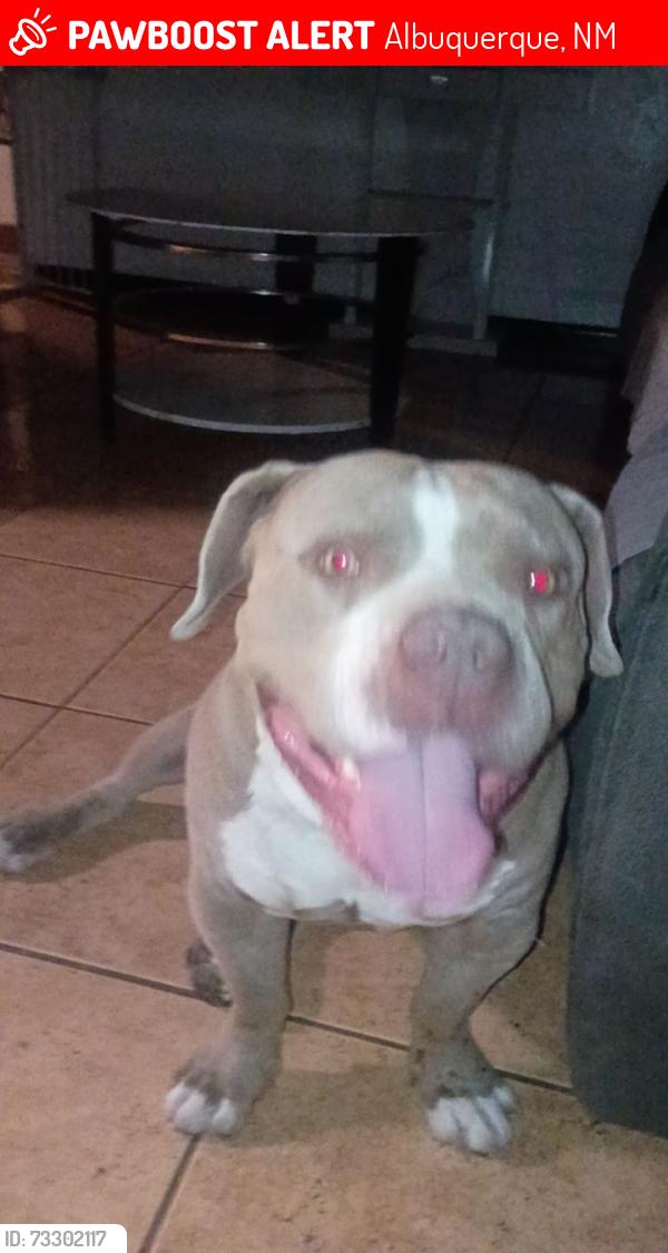 Lost Male Dog last seen Candelaria and San Mateo, Albuquerque, NM 87110