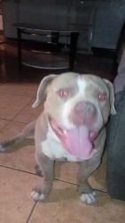 Lost Male Dog last seen Candelaria and San Mateo, Albuquerque, NM 87110