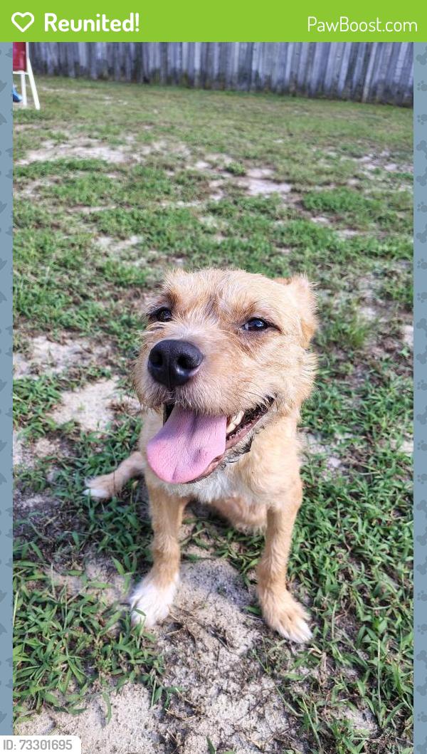 Reunited Male Dog last seen Sourwood dr, Fayetteville, nc, Fayetteville, NC 28301