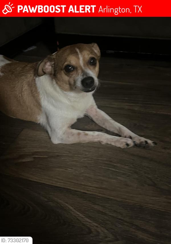 Lost Male Dog last seen N bowen rd 76012, Arlington, TX 76012