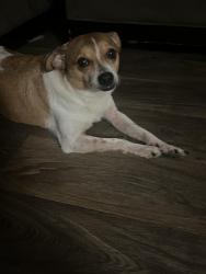 Lost Male Dog last seen N bowen rd 76012, Arlington, TX 76012