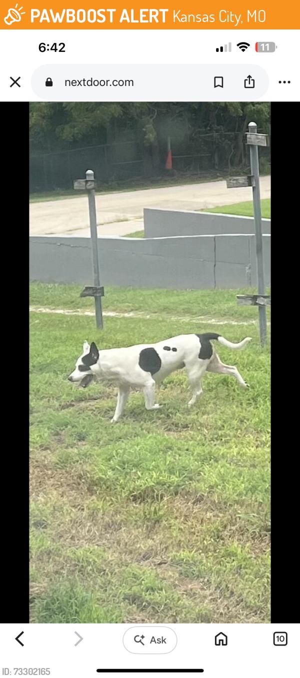 Found/Stray Unknown Dog last seen 41st and Pittman, Kansas City, MO 64133
