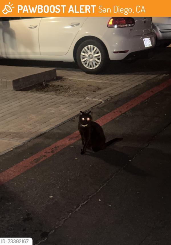 Found/Stray Unknown Cat last seen La Jolla Park Villas on Via Sonoma, San Diego, CA 92037