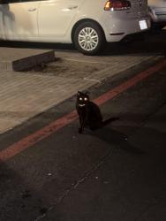 Found/Stray Unknown Cat last seen La Jolla Park Villas on Via Sonoma, San Diego, CA 92037
