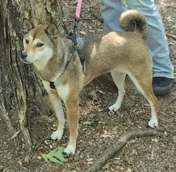 Reunited Female Dog last seen Pickering Street by Lake Edward, Virginia Beach, VA 23462