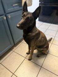 Reunited Female Dog last seen Near linda vista st pharr tx, Pharr, TX 78577