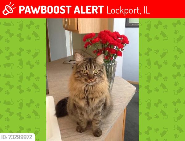 Lost Male Cat last seen Gougar & Bruce, Lockport, IL 60441
