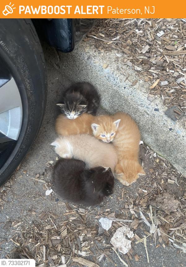 Found/Stray Unknown Cat last seen Redwood Ave, Paterson, NJ 07505