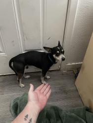 Found/Stray Male Dog last seen Walnut between Owens and Lake Mead, Las Vegas, NV 89110