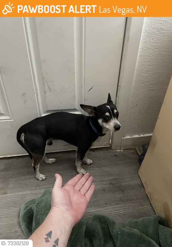 Found/Stray Male Dog last seen Walnut between Owens and Lake Mead, Las Vegas, NV 89110