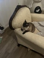 Lost Female Cat last seen Hyde Park and Inglewood Ave, Inglewood, CA 90301