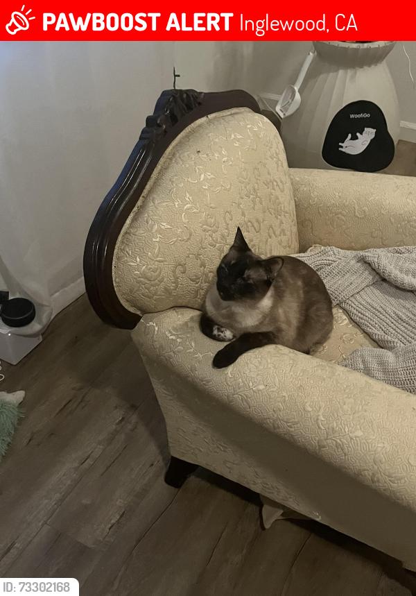 Lost Female Cat last seen Hyde Park and Inglewood Ave, Inglewood, CA 90301