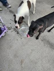 Reunited Unknown Dog last seen N main st, High Point, NC 27262