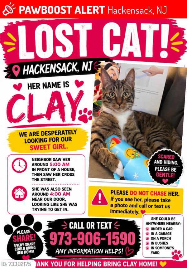 Lost Female Cat last seen Near Anderson street Hackensack NJ, Hackensack, NJ 07601