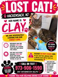 Lost Female Cat last seen Near Anderson street Hackensack NJ, Hackensack, NJ 07601