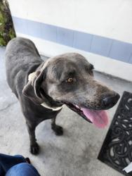 Reunited Female Dog last seen Spencer and Canterbury, Las Vegas, NV 89119