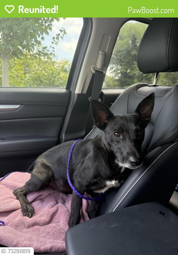 Reunited Female Dog last seen Near N Main St High Point, NC 27262 United States, High Point, NC 27262