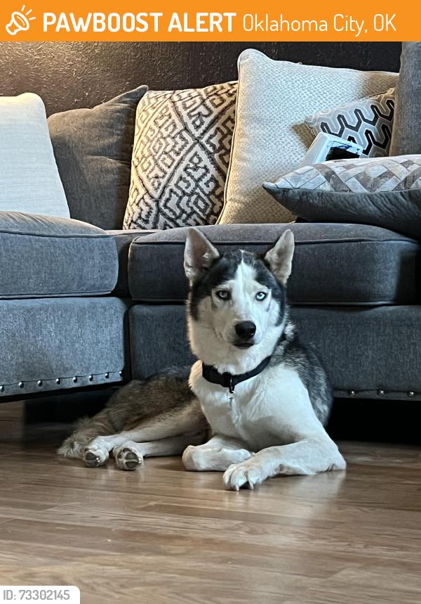 Found/Stray Unknown Dog last seen SW 82nd and Villa Ave, Oklahoma City, OK 73159