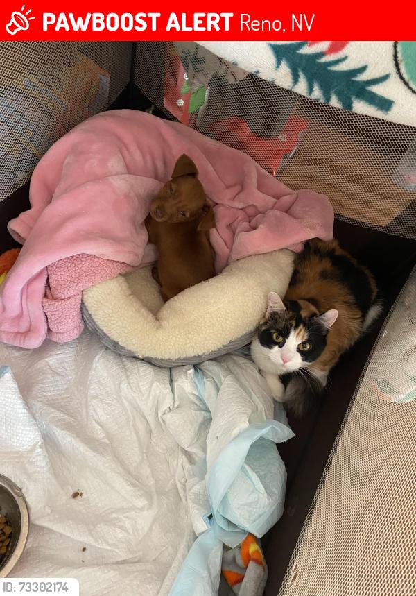 Lost Female Cat last seen Village pkwy, Reno, NV 89508