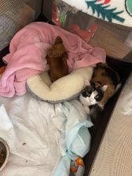 Lost Female Cat last seen Village pkwy, Reno, NV 89508