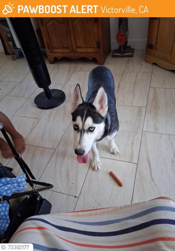 Found/Stray Unknown Dog last seen Rodeo, Victorville, CA 92395