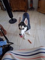 Found/Stray Unknown Dog last seen Rodeo, Victorville, CA 92395