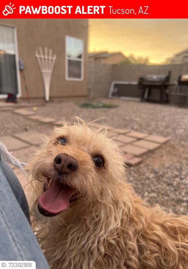 Lost Male Dog last seen Park and Irvington, Tucson, AZ 85714