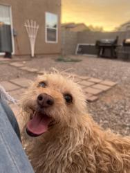 Lost Male Dog last seen Park and Irvington, Tucson, AZ 85714