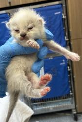 Shelter Stray Female Cat last seen SE 317th/Division, OR, 1700 W Historic Columbia River Hwy, Troutdale, OR 97060, USA