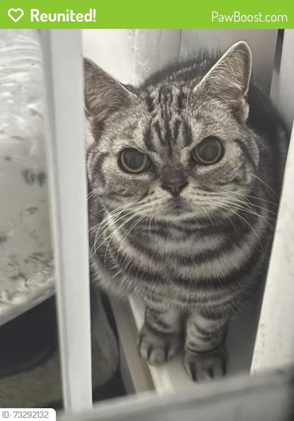 Reunited Female Cat last seen Near Kwantlen, Richmond, BC V6X 4K4