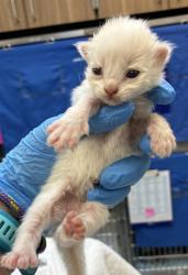Shelter Stray Female Cat last seen SE 317th/Division, OR, 1700 W Historic Columbia River Hwy, Troutdale, OR 97060, USA