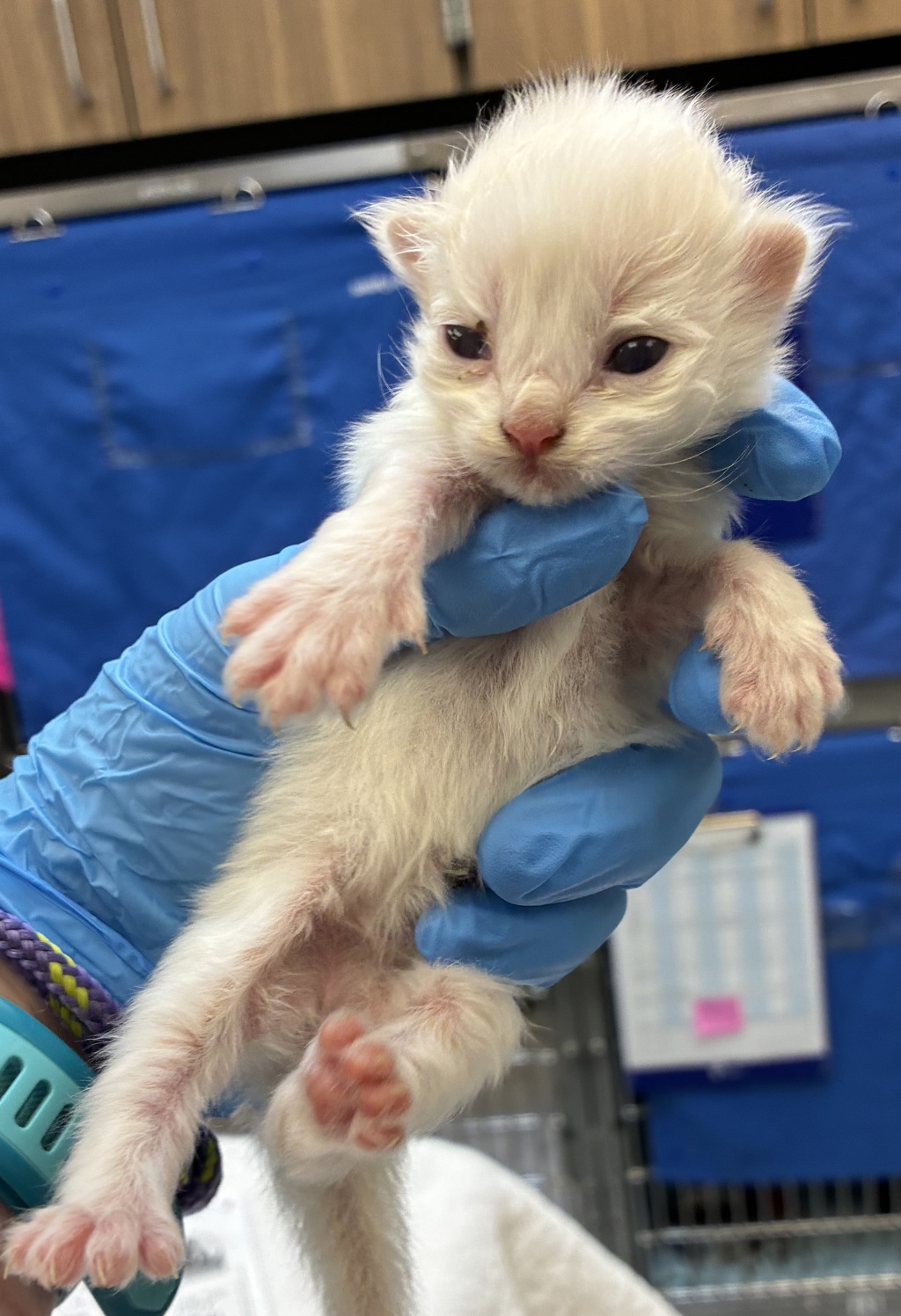 Shelter Stray Female Cat last seen SE 317th/Division, OR, 1700 W Historic Columbia River Hwy, Troutdale, OR 97060, USA