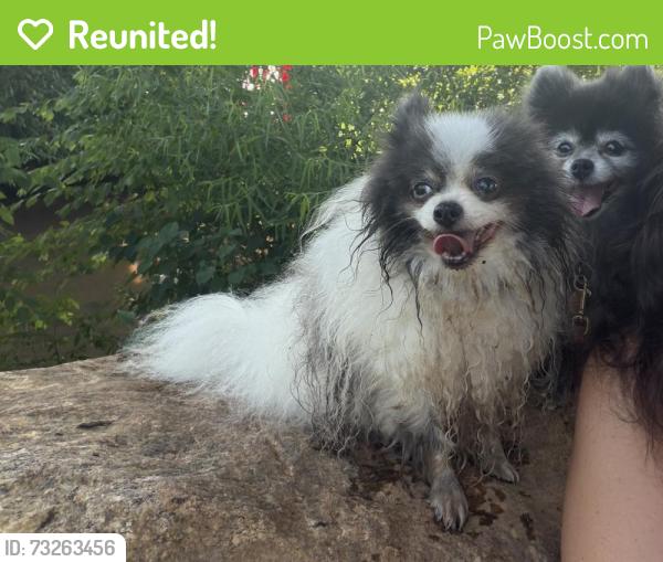 Reunited Male Dog last seen Poplar dr, Greenville, SC 29611