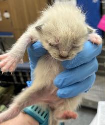Shelter Stray Female Cat last seen SE 317th/Division, OR, 1700 W Historic Columbia River Hwy, Troutdale, OR 97060, USA