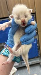 Shelter Stray Male Cat last seen SE 317th/Division, OR, 1700 W Historic Columbia River Hwy, Troutdale, OR 97060, USA