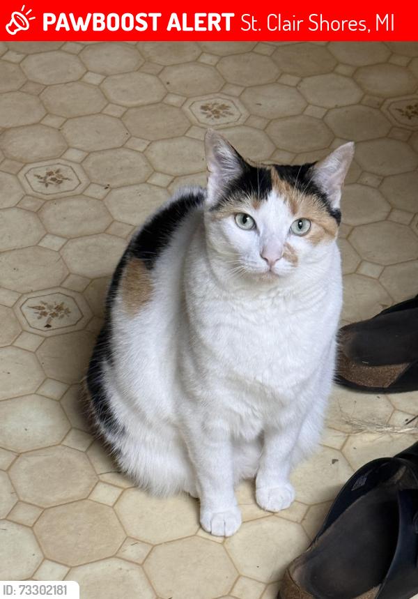Lost Female Cat last seen Gaukler & Harmon SCS MI, St. Clair Shores, MI 48080