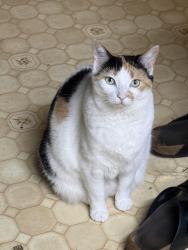 Lost Female Cat last seen Gaukler & Harmon SCS MI, St. Clair Shores, MI 48080