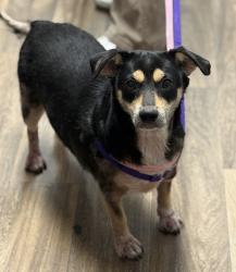Shelter Stray Female Dog last seen 22nd Street, San Diego, CA, 92102, 5500 Gaines St, San Diego, CA 92110, USA