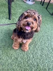 Lost Male Dog last seen Lake Murray Blvd/Cowles Mountain area, San Diego, CA 92119