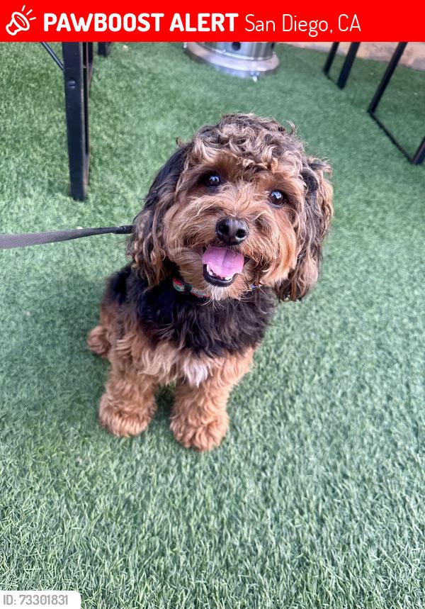 Lost Male Dog last seen Lake Murray Blvd/Cowles Mountain area, San Diego, CA 92119