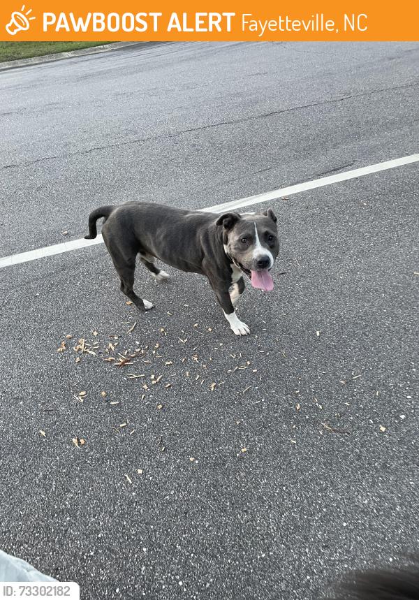 Found/Stray Male Dog last seen Dartmouth, Fayetteville, NC 28304