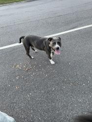 Found/Stray Male Dog last seen Dartmouth, Fayetteville, NC 28304