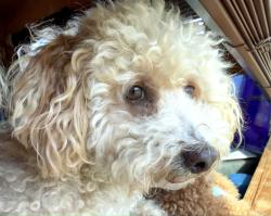 Reunited Female Dog last seen Clearwater Trail and Spurwood, Carrollton, TX 75010