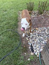 Reunited Male Dog last seen Peach Orchard Road Grante Falls, Caldwell County, NC 28630