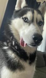 Lost Male Dog last seen Olney drive, San Antonio, TX 78218
