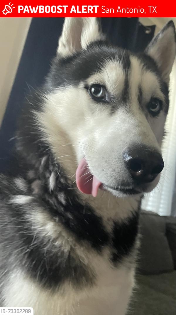 Lost Male Dog last seen Olney drive, San Antonio, TX 78218